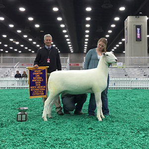 Kuykendall Montadale Winners